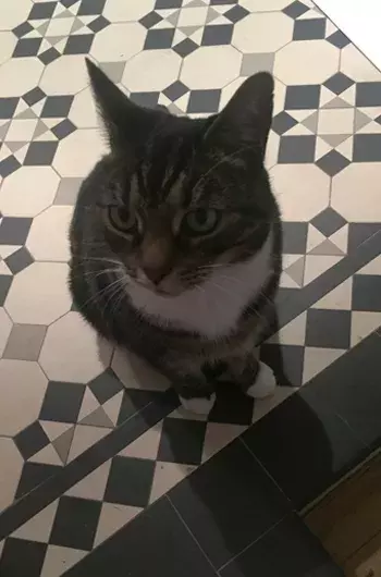 Pet Memorials
