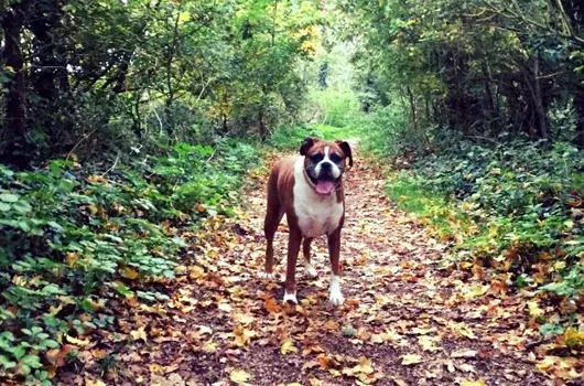 Pet Memorials