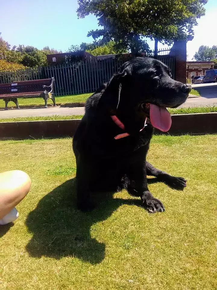 Pet Memorials
