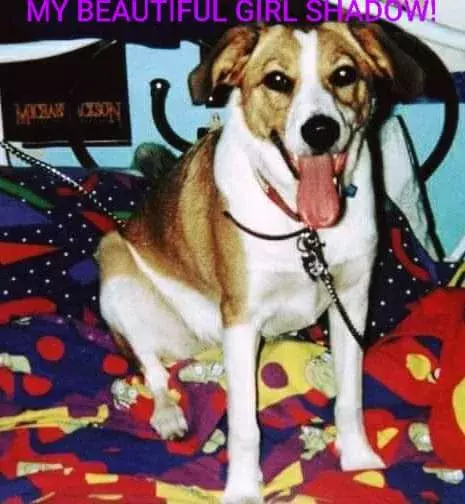 Pet Memorials
