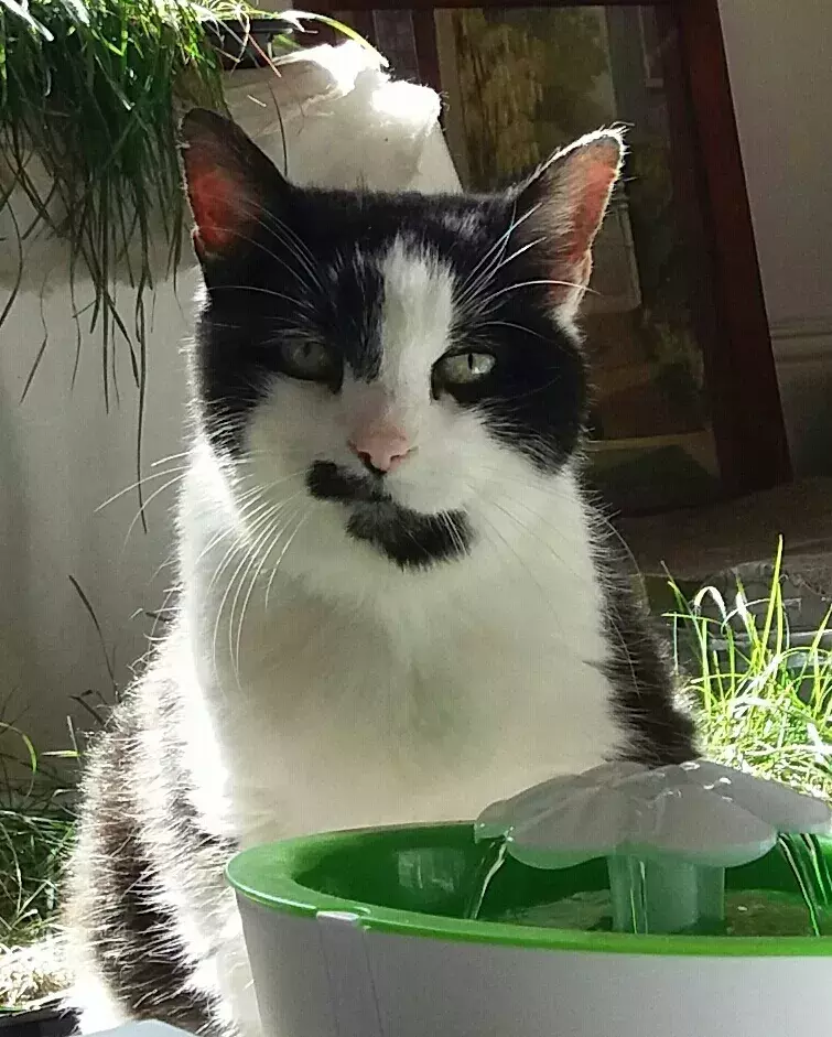 Pet Memorials