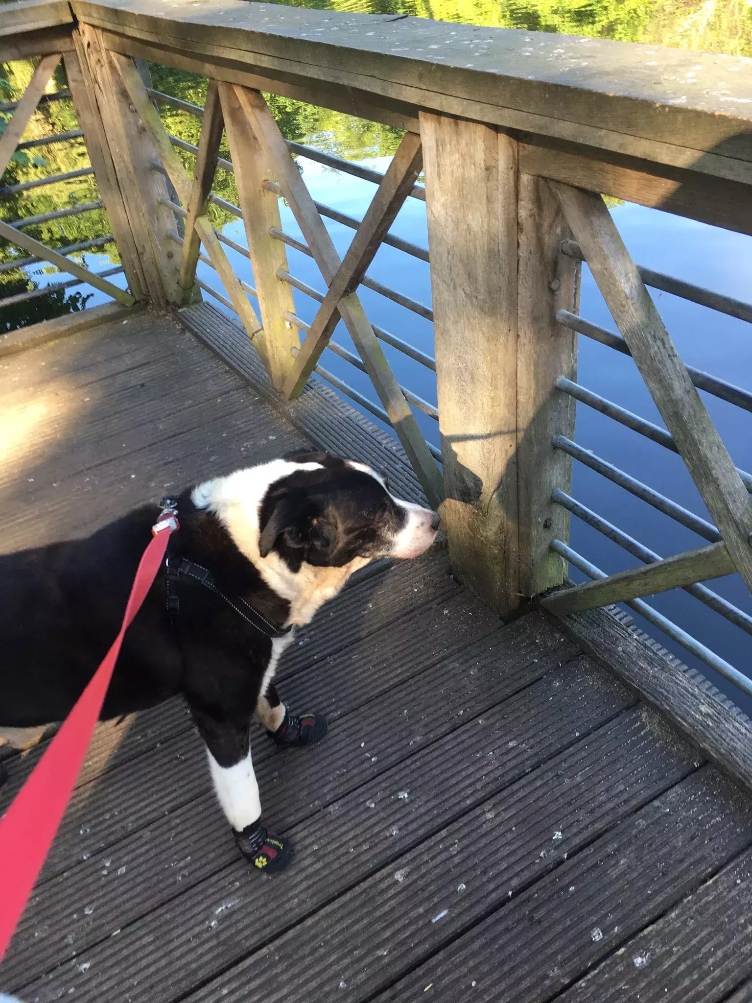 Pet Memorials