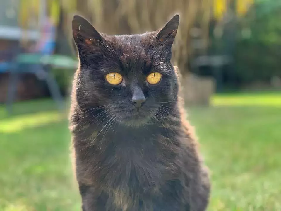 Pet Memorials