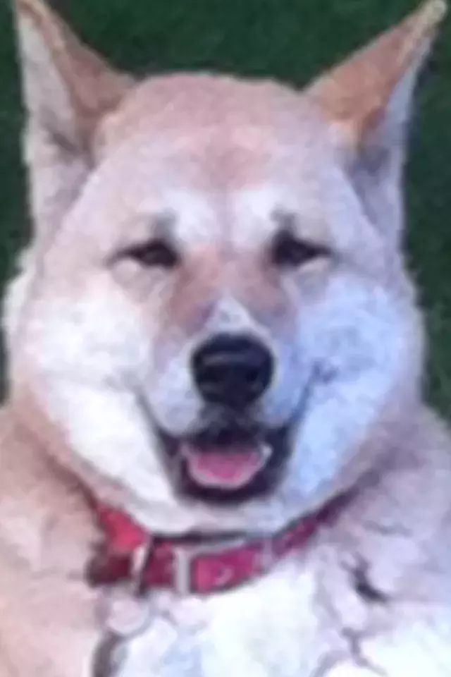 Pet Memorials