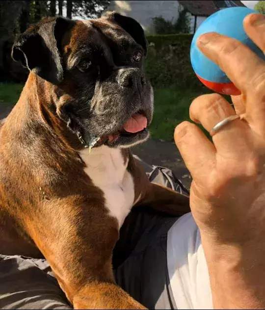 Pet Memorials