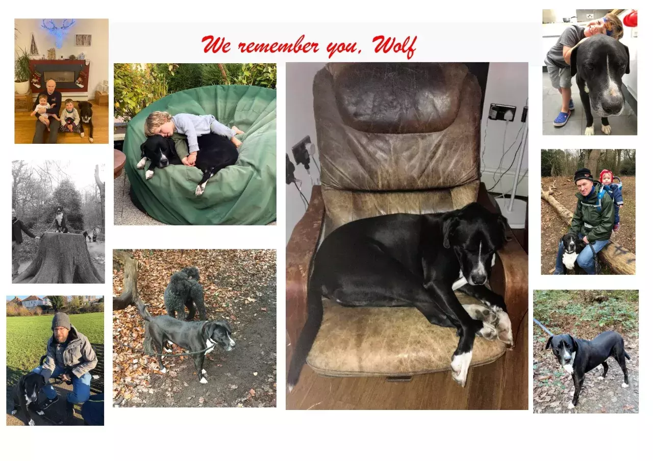 Pet Memorials