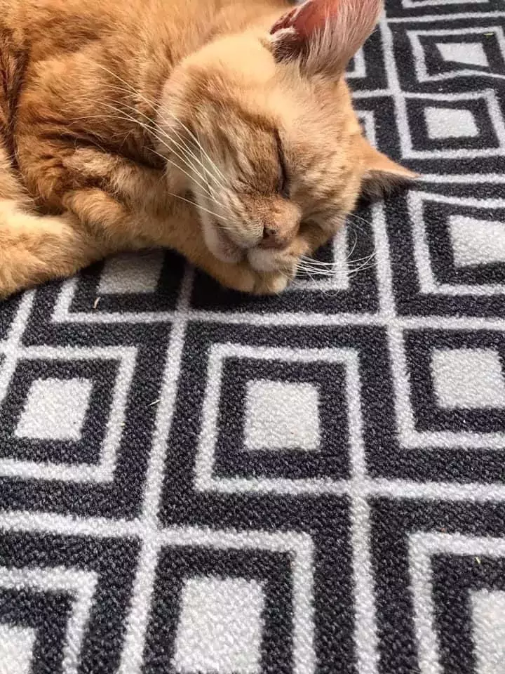 Pet Memorials